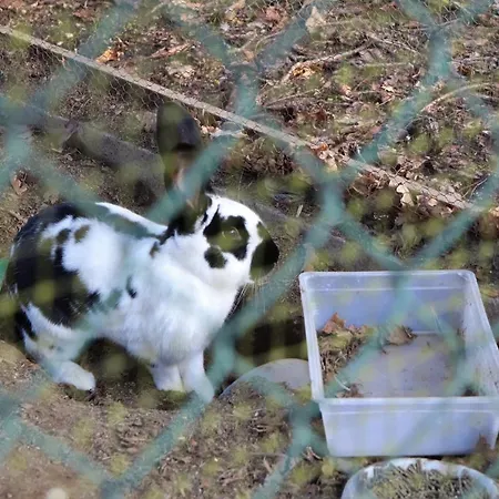 Casa Da Breia Dom wakacyjny Carregadouro